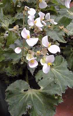 B. ‘Boncelli’